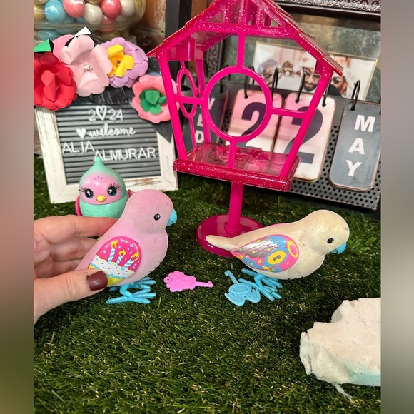 Three live pet birds 🐦 - Picture 1 of 12